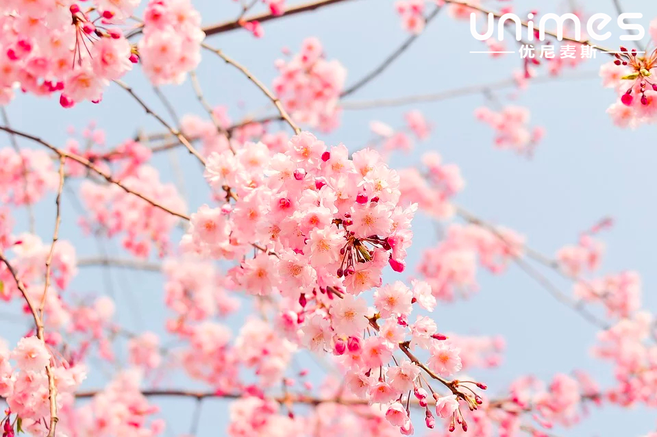 Unimes sincerely wishes everyone a happy beginning of spring